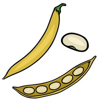 A illustration showcasing a yellow bean pod, a single bean, and an open pod revealing several beans, emphasizing the vibrant color and simple, hand drawn style. vector