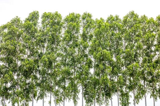 Eucalyptus tree forest with lush green leaves. Lush eucalyptus trees lined up, Each eucalyptus tree stands tall under the bright sky, The eucalyptus tree symbolizes freshness and nature photo