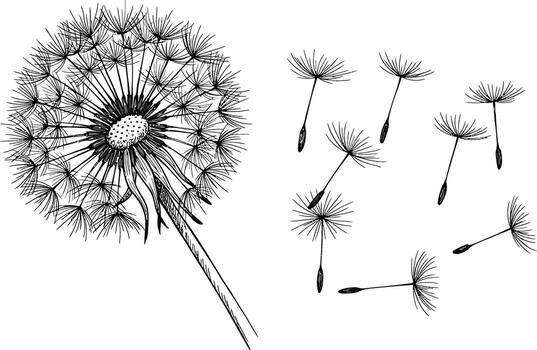 Dandelion with seeds and seeds on a white background vector