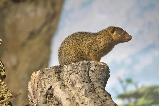 Dwarf mongoose on a tree stump in natural environment, alert and curious. photo