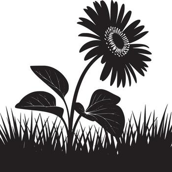 A striking monochrome image of a gerbera daisy in full bloom against a white background with grass vector