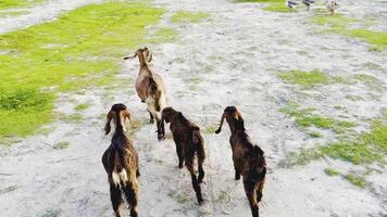 Four Goats Walking on Grass and Dirt video