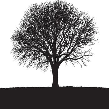 silueta de un sin hojas árbol con intrincado ramas en contra un rígido blanco antecedentes en invierno temporada vector