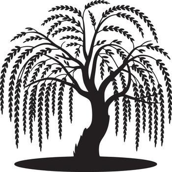 Silhouette of a weeping willow tree with long drooping branches against a white background in monochrome vector