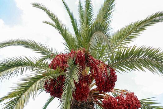 Palm tree with red dates hanging from branches against white clouded sky backdrop Bottom view photo