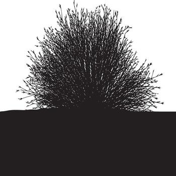 Silhouette of a dense bush with many thin branches against a white background and dark ground area vector