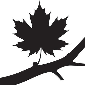 Silhouette of a maple leaf on a branch against a white background in a minimalist style art vector