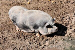 un cuerpo completo Disparo de un pequeño, peludo, gris cerdo con negro lugares y un prominente hocico. el cerdo es en pie en un lodoso suelo con suciedad y rocas, iluminado por el Dom. foto