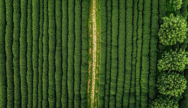 Aerial view of rows of lush green tea plants, a light-colored path running through the center, and trees at the edges photo