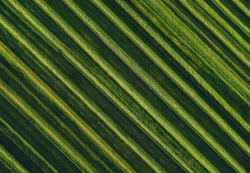 Diagonal rows of vibrant green vegetation photo