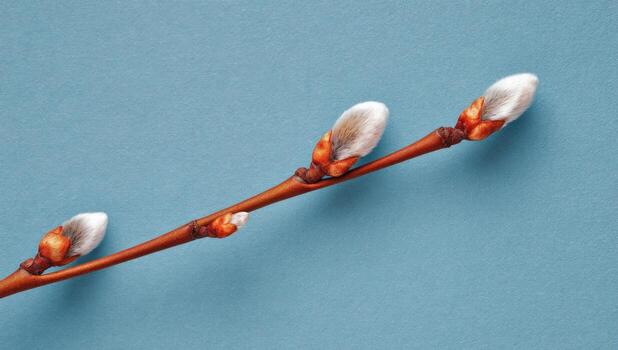 Close-up of three delicate, budding willow branches against a light blue backdrop photo