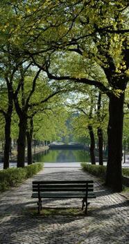 A park path lined with lush green trees leads to a tranquil pond. A lone park bench sits on the path photo