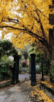 Golden Ginkgo archway, autumnal path photo