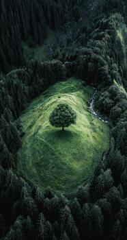 A tree is sitting on top of a hill in the middle of a forest photo