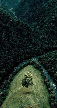 A lone tree on a hill overlooking a river photo