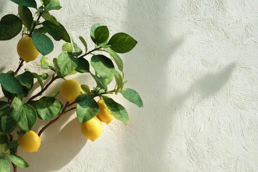 Lemon tree with yellow fruits on a white wall photo