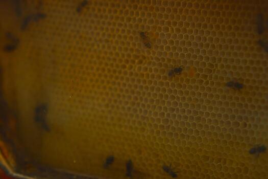 Bees are scattered across a large golden honeycomb, with many hexagonal cells visible in a low lit environment photo