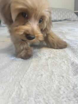 Cute small fluffy maltipoo puppy walking on soft bed at home looking curiously into camera with playful expression photo