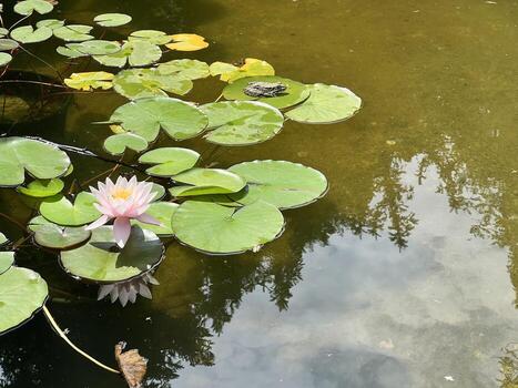 Water lily blooming on pond with floating green leaves and calm water reflecting sky and trees photo