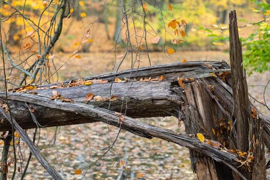 Close-up view of a fallen tree trunk with autumn leaves in a forest, showing process of decay in a tranquil woodland environment, the beauty of autumn foliage and the cycle of life in nature photo