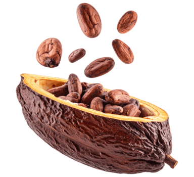 cocoa beans and cocoa nuts on a transparent background png