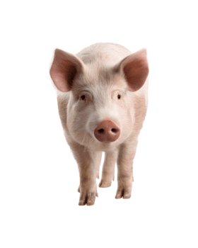 cerdo con un curioso expresión, frente vista, aislado en transparente png