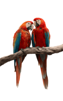 Romantic Pair of Macaws Resting on a Branch, Displaying Affection png
