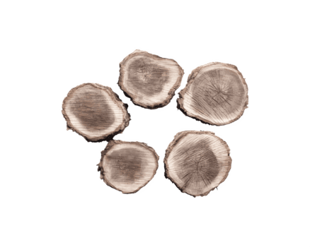 trä textur närbild träd trunk skivor anordnad i en cirkulär layout png