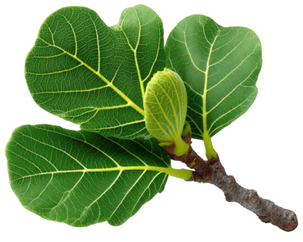 higo árbol rama con verde hojas y nuevo brote, detallado botánico elemento, aislado en transparencia fondo, vibrante y fresco, Perfecto para natural diseño y educativo utilizar png