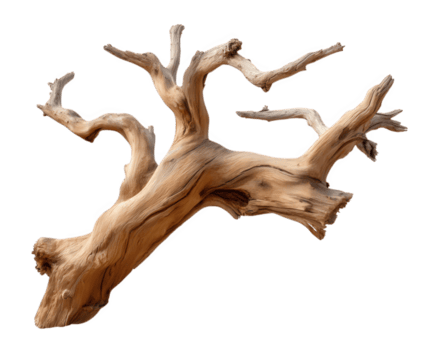 seco árbol rama con No hojas rústico madera elemento natural textura aislado en transparencia antecedentes resistido decorativo orgánico artístico único forma png