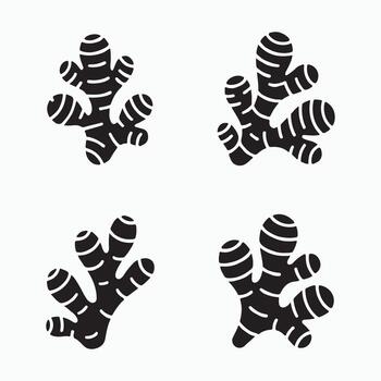 jengibre raíz sólido cocina especia íconos vector