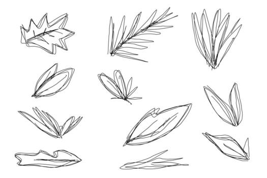 Set of outline sketch of leaves with various shape vector