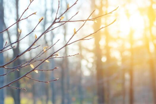 Spring branch with buds emerging in soft sunlight through forest backdrop photo