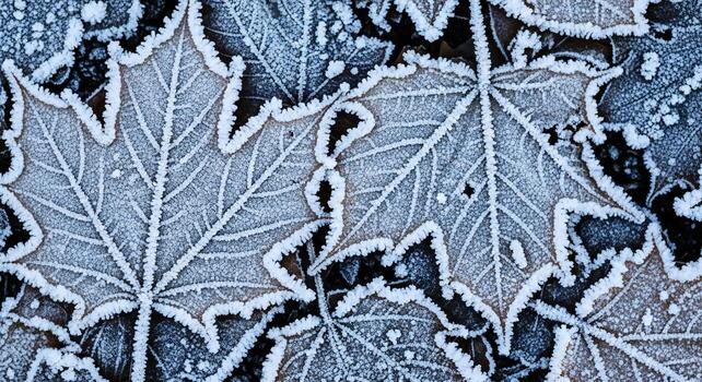 Close up of frosted autumn maple leaves with intricate ice patterns on their edges and veins photo
