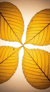 Close up view of translucent yellow leaves arranged in a star pattern against a soft gradient background photo