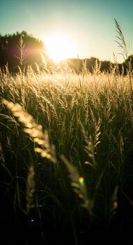 Tall golden grass stalks illuminated by the warm setting sun with a soft bokeh effect photo