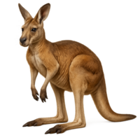 canguro animal fauna silvestre australiano marsupial marrón saltando mamífero nativo png