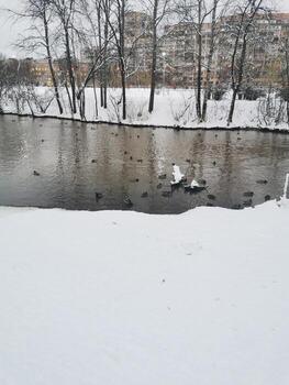 a river in the snow with trees and buildings in the background photo