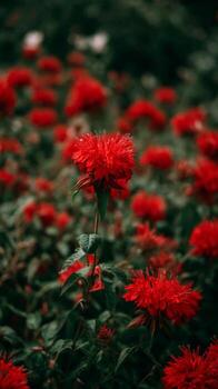 vibrante rojo flores en contra un suavemente borroso verde antecedentes en un lozano jardín ajuste foto