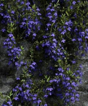 Lush Violet Blooms of Hanging Flowers on Natural Stone Background in Spring Era with Vibrant Color and Textural Contrast photo
