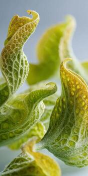 Detailed Close-Up of Intricate Green Plant Leaves with Unique Curves and Textures in Soft Natural Light photo