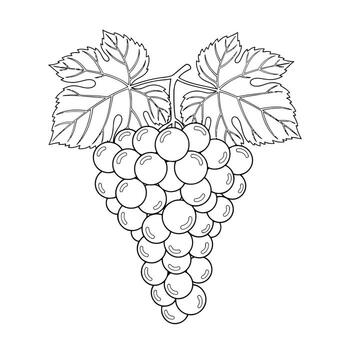 Elegant Line Drawing of a Lush Grape Bunch with Leaves on White Background A Serene Botanical Illustration vector