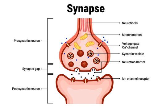 estructura de sinapsis diagrama para educación ilustración vector