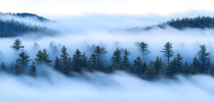 Misty forest landscape with evergreen trees surrounded by a gentle fog, creating a serene, tranquil atmosphere in nature. photo