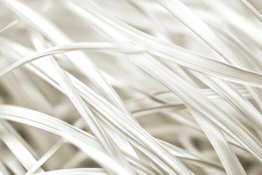 Close-up view of delicate white grass blades intertwined in natural patterns in sunlight photo