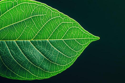 Detailed close-up of a green leaf showcasing intricate vein patterns and textures photo