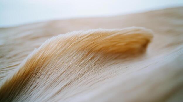Close-up of soft golden fur enhancing the warmth of a cozy setting photo