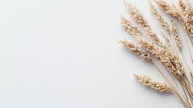 Dried grass stems arranged artistically on a neutral background photo