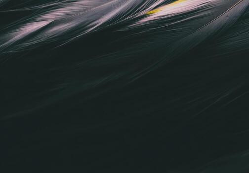 Elegant feathers showcasing intricate patterns in dark colors under soft lighting photo