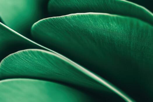 Nature's intricate green leaves showcasing delicate textures and smooth curves in close-up photo